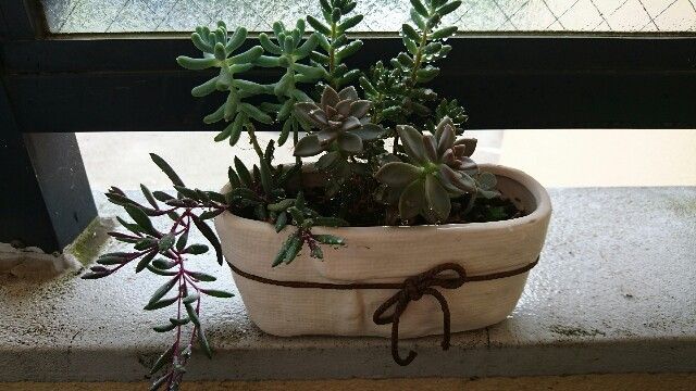 ずぼらでも楽しめる 多肉植物はかわいい 強い 育てやすい ママはずぼら ファミリーキャンプを応援するブログ