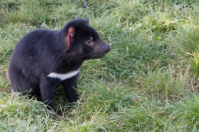 日本で唯一タスマニアデビルに出会える 多摩動物公園の最新情報 17年8月 ママはずぼら ファミリーキャンプを応援するブログ