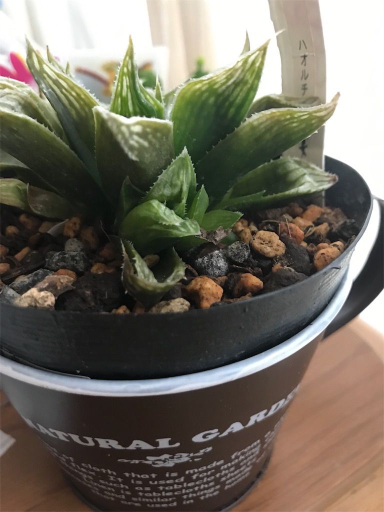 ハオルチア 買ってからすぐ葉が茶色に 原因は根腐れ どうにか復活なるか ママはずぼら ファミリーキャンプを応援するブログ